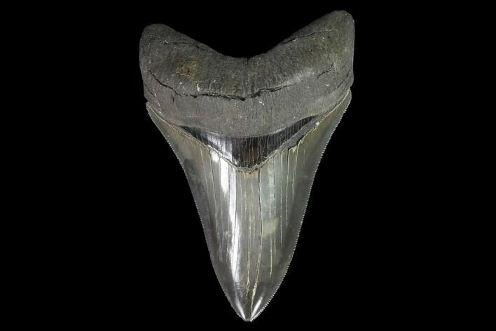 Serrated, Fossil Megalodon Tooth - Georgia #95490